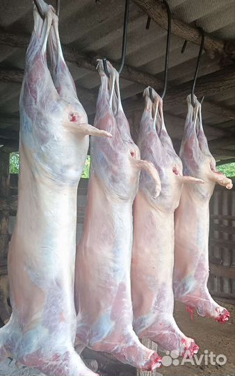 Мясо баранина свежая