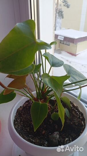 Комнатные цветы