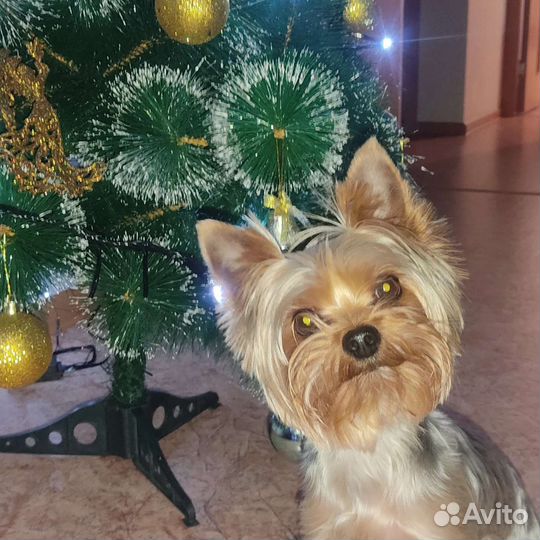 Йоркширский терьер вязка мальчик