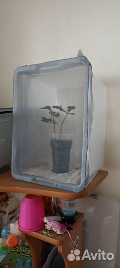 Палочник Lamponius guerini