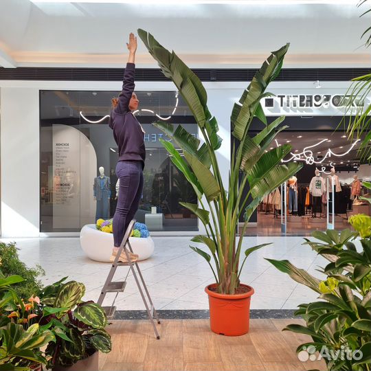 Стрелиция Николая 2,8 метра