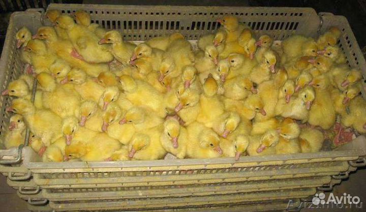 Гусята суточные Линда, утята, муларды и тд