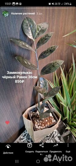 Замиокулькас черный Равен