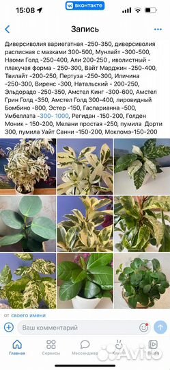 Редкие фикусы