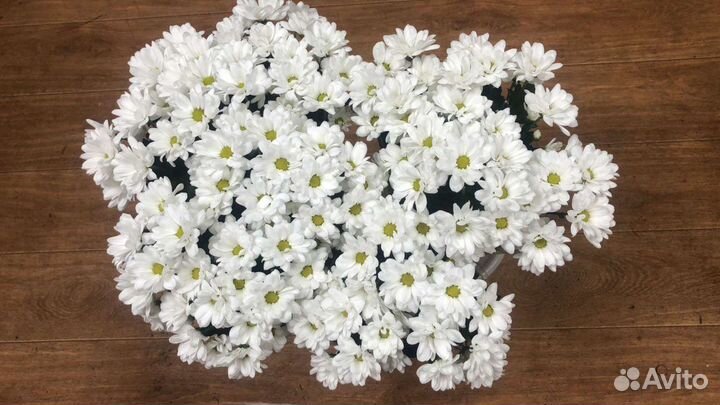 Кустовые.Хризантемы.Ромашки.Цветы.Премиум Качество