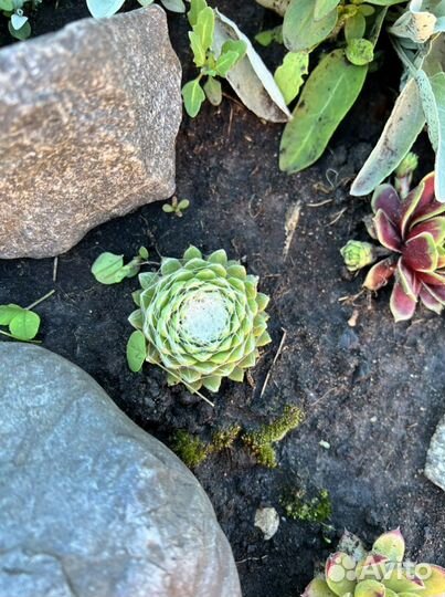 Молодило Каменная роза #молодило #каменнаяроза