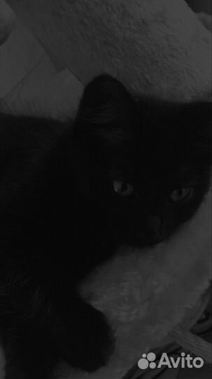 Котята в дар