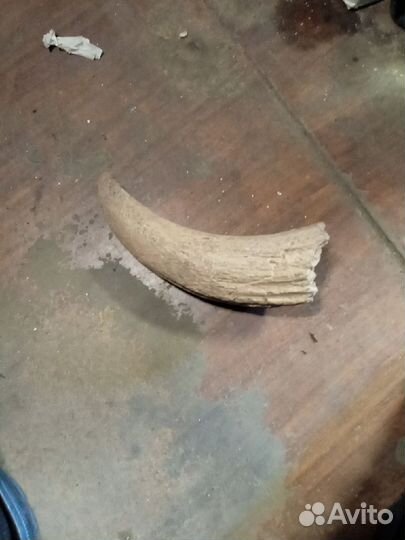 Рог древнего животного