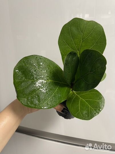 Фикус лирата Бамбино