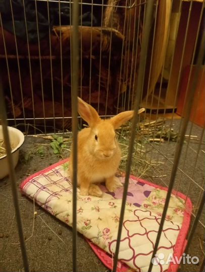 Декоративные кролики