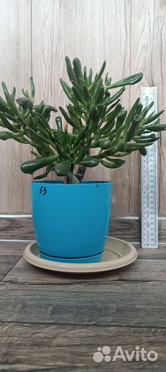 Красула хоббит