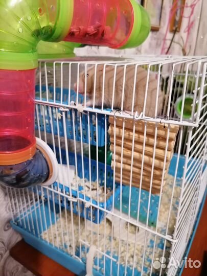 Хомяк с клеткой