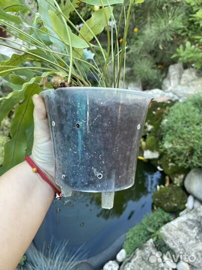 Папаротник, Питахайя, Фикус