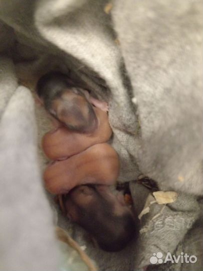 Джунгарский хомяк