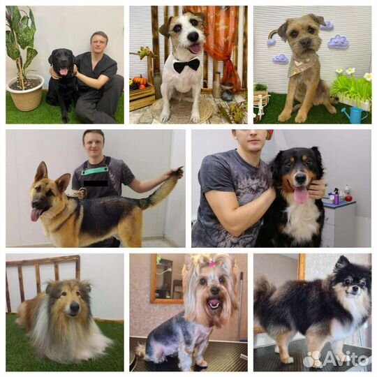 Зоогостиница в Булгаково Shepherd, груминг