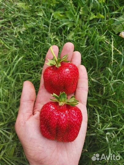 Саженцы клубники (Виктории, земляники садовой)