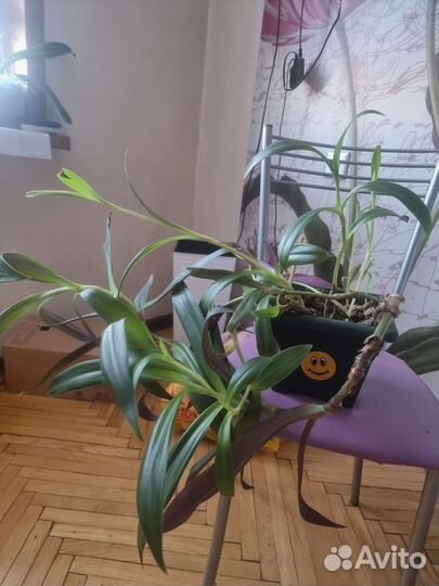 Комнатные цаеты