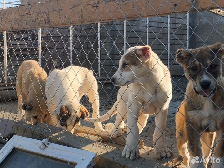 Волкодавы щенки