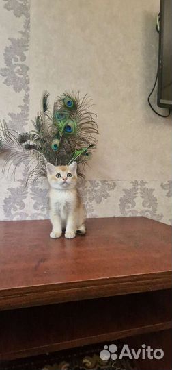 Золотая шиншилла