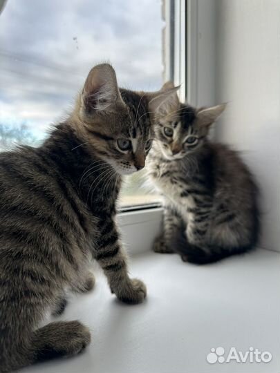 Котята мальчики в добрые руки