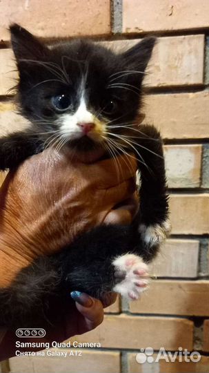 Котёнок мальчик Маркиз в добрые руки