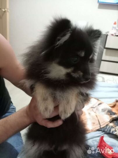 Щенки шпица мини