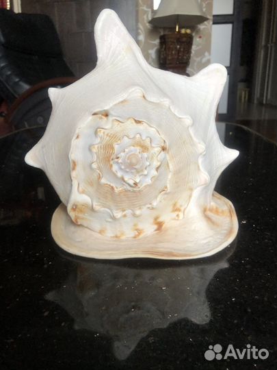 Морская ракушка (раковина)