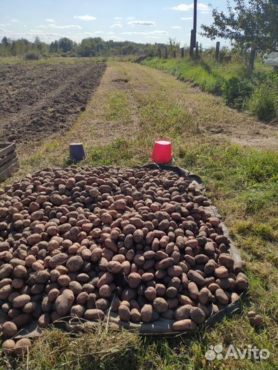 Картофель домашний вкусный