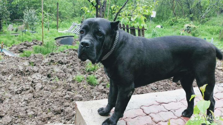 Кане Корсо вязка