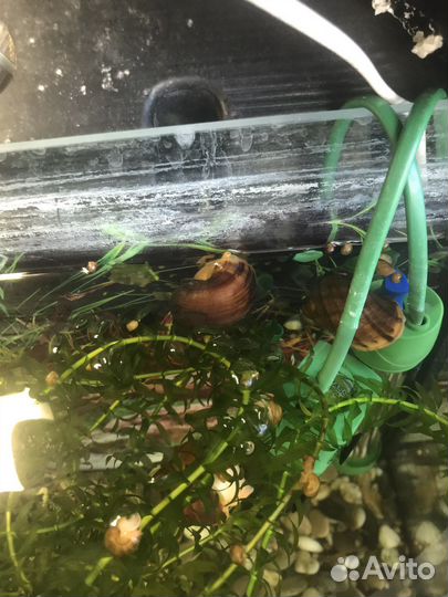 Улитки в аквариум