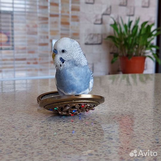 Волнистый попугай, мальчик