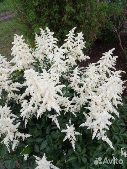 Астильбы в ассортименте