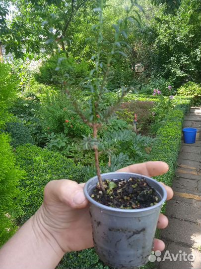 Тис ягодный колоновидный