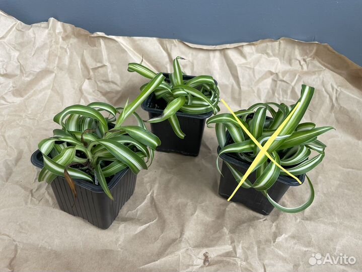 Хлорофитум