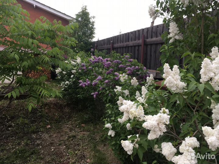 Сирени сортовые