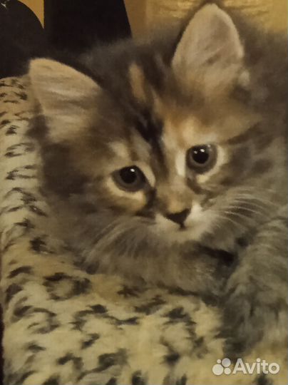 Отдам в добрые любящие руки чудесных котят