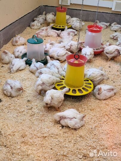 Мясо домашнего бройлера