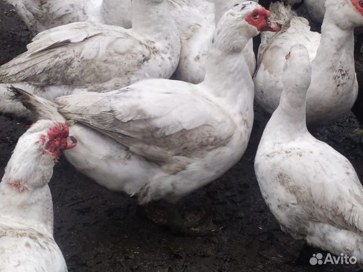 Индоутки тяжёлая линия