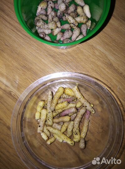 Ахименес, ризомы Vivid