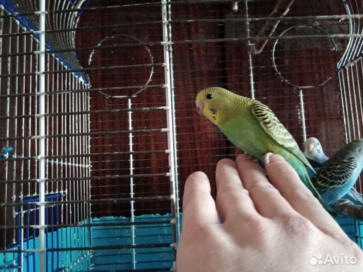 Волнистые ручные попугаи
