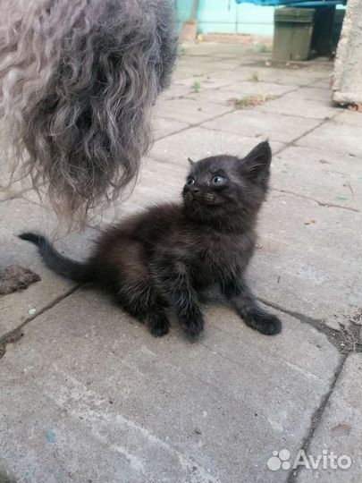 Кошка в дар