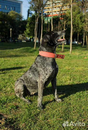 Курцхаар в добрые руки