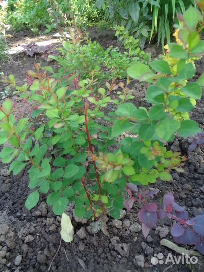 Барбарис, гортензия,пузыреплодник