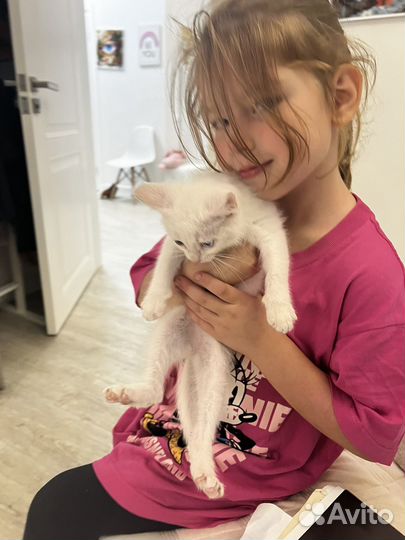 Котенок турецкий ван девочка