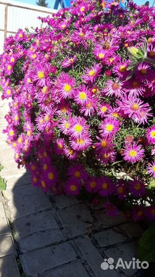 Астра альпийские на срез