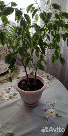 Фикус бенджамина пестролистный