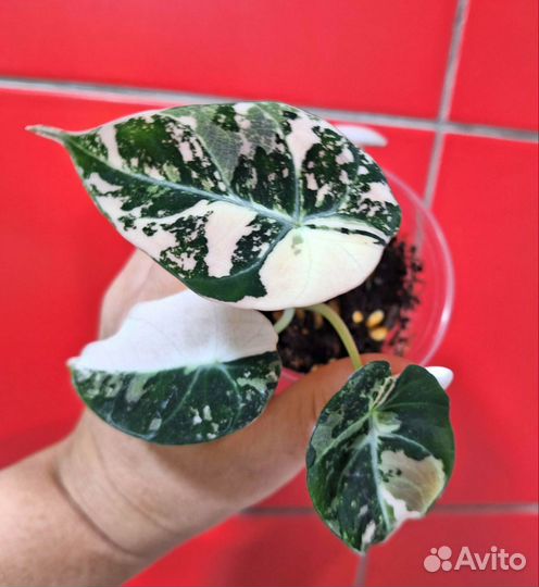 Алоказия Блек вельвет пинк вар