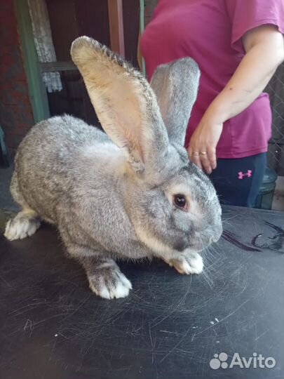 Кролик фландер