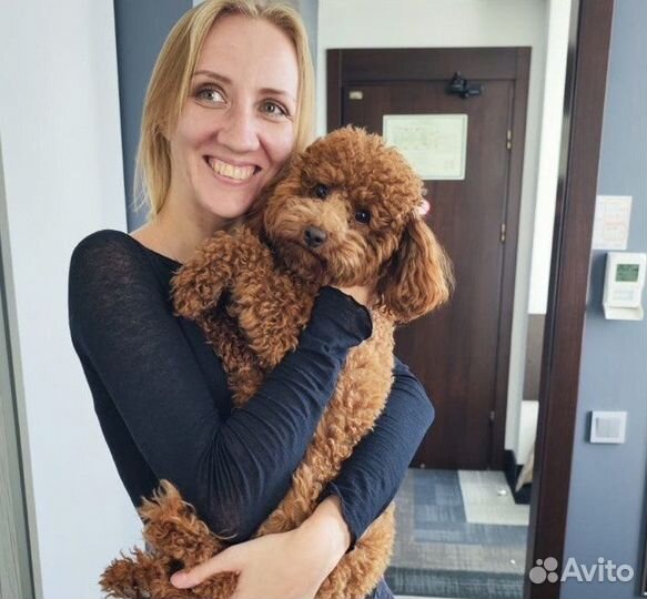 Няня для кошек и собак, догситтер, выгульщик