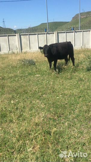 Абердино-Ангусы Коровы,телки, телята буйвол бык